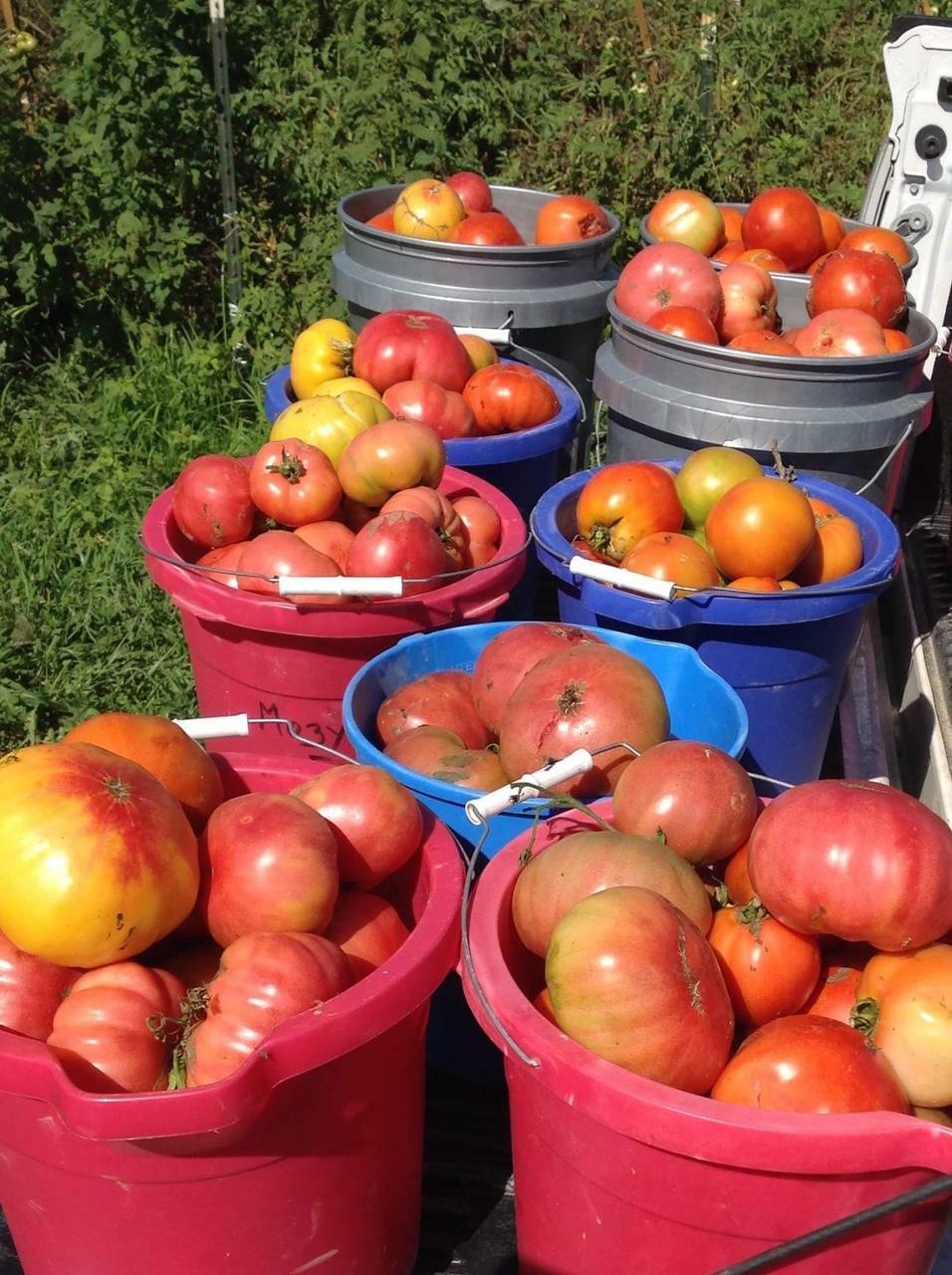 24,000+ Survival/Garden Seeds ” 61 Heirloom ” Varieties! “Guaranteed Fresh”