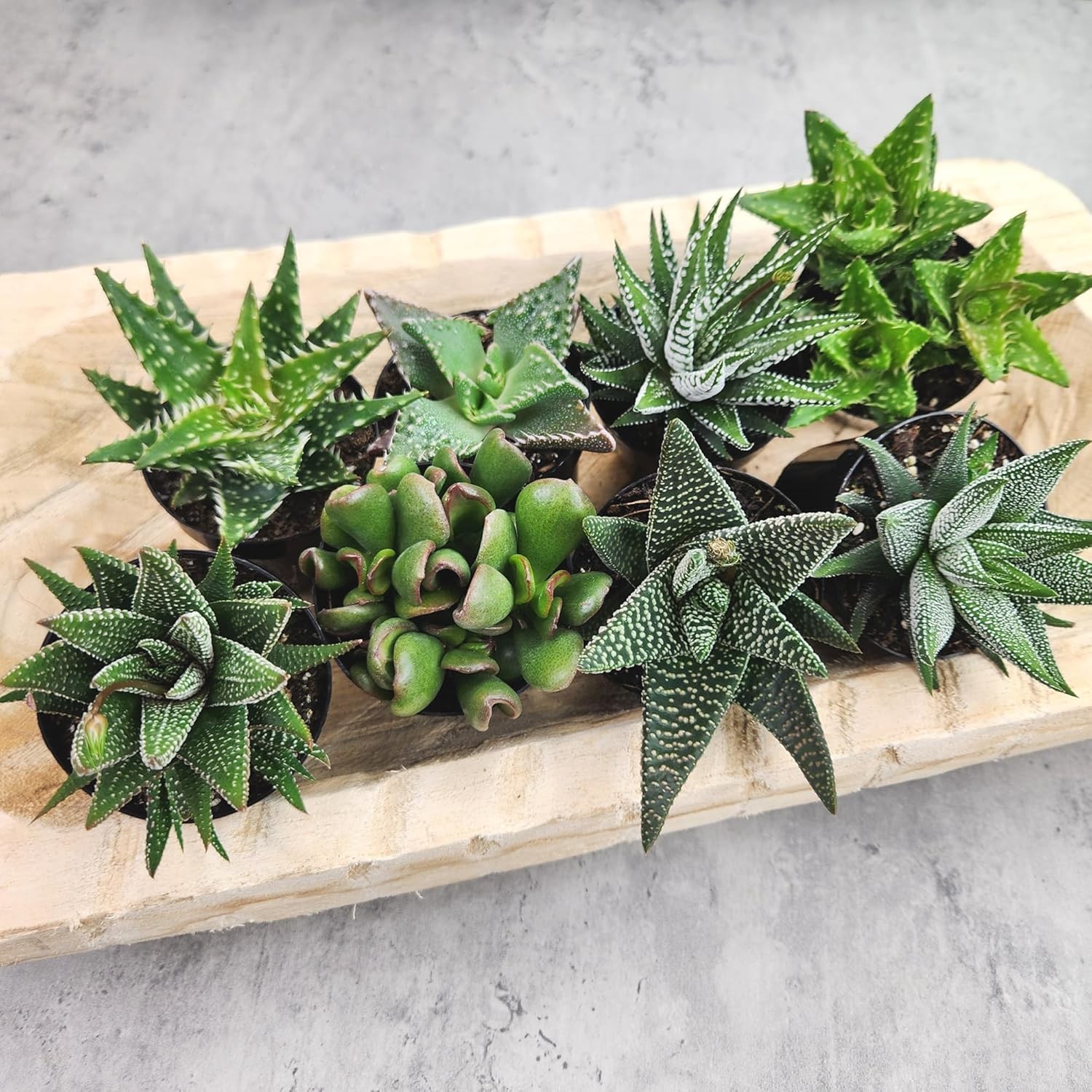 Altman Plants, Assorted Succulents Plants Live Houseplants (8PK), Succulent Plan