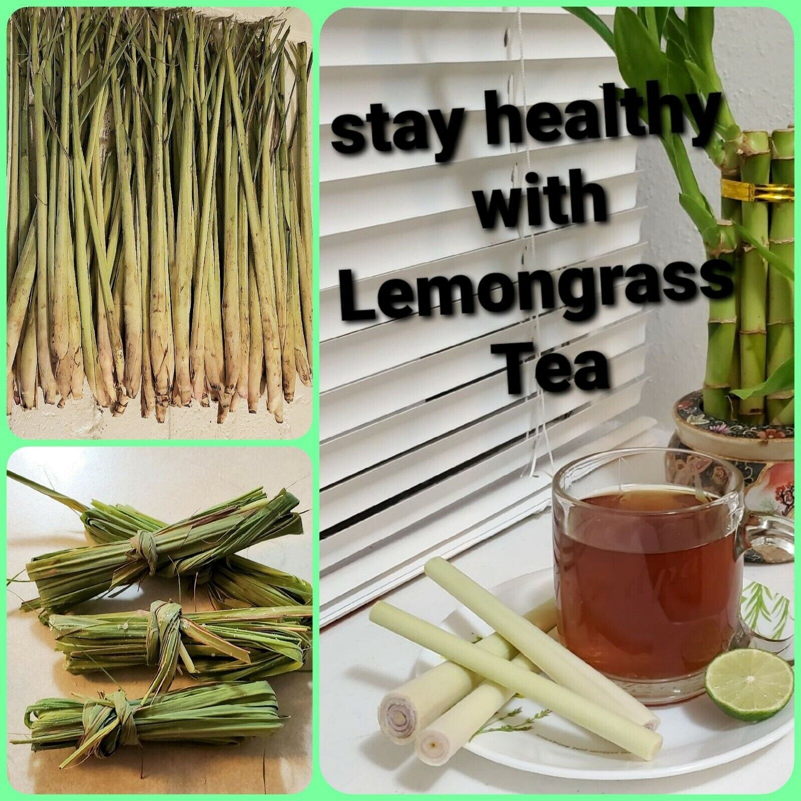 Lemongrass 12 LIVE Plants Each 4In to 7In Tall fully rooted Fever grass citratu