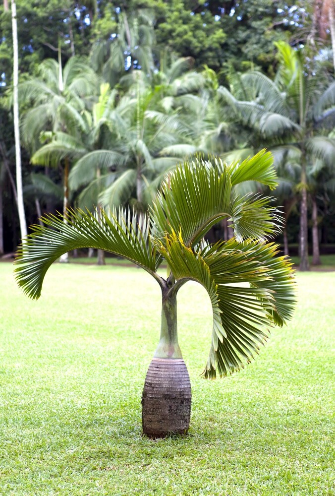 10 Bottle Palm Seeds for Planting – Hyophorbe lagenicaulis