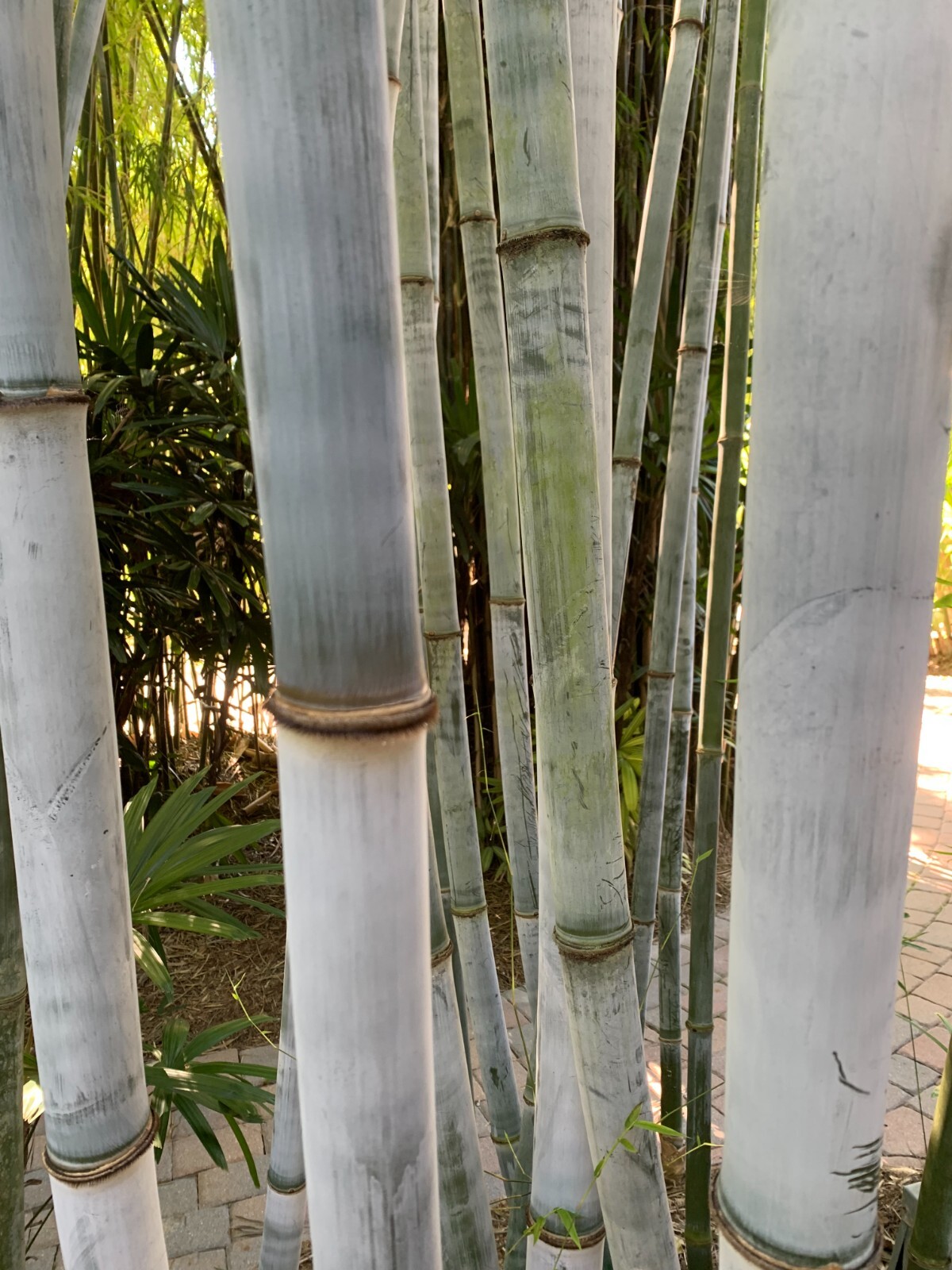 Tropical Blue Bamboo – Bambusa chungii **NON-INVASIVE, CLUMPING**