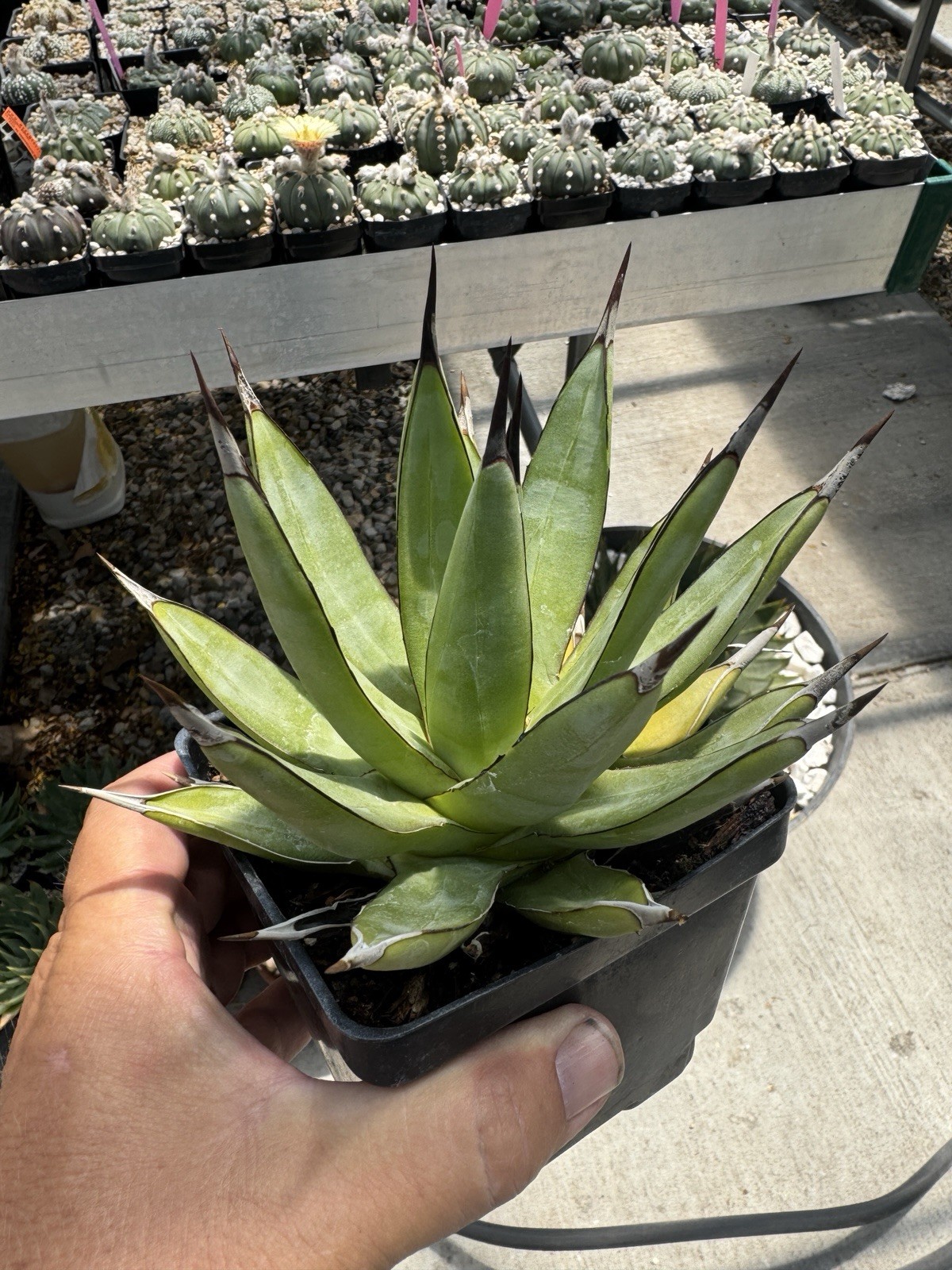 Agave “Little Shark” Succulent Live Plant Cactus