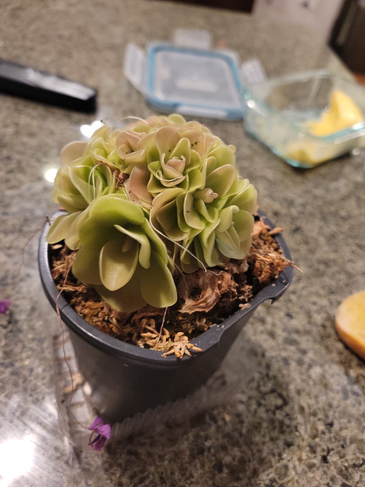 Pinguicula weser bare root