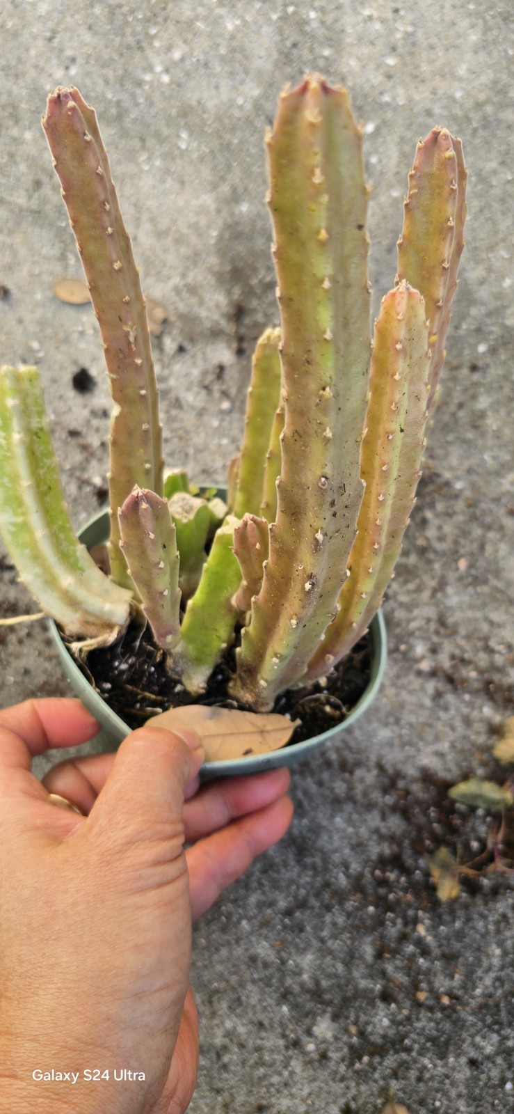 Black Bell Stapella Plant Well Rooted In 5 Inches Nursery Po