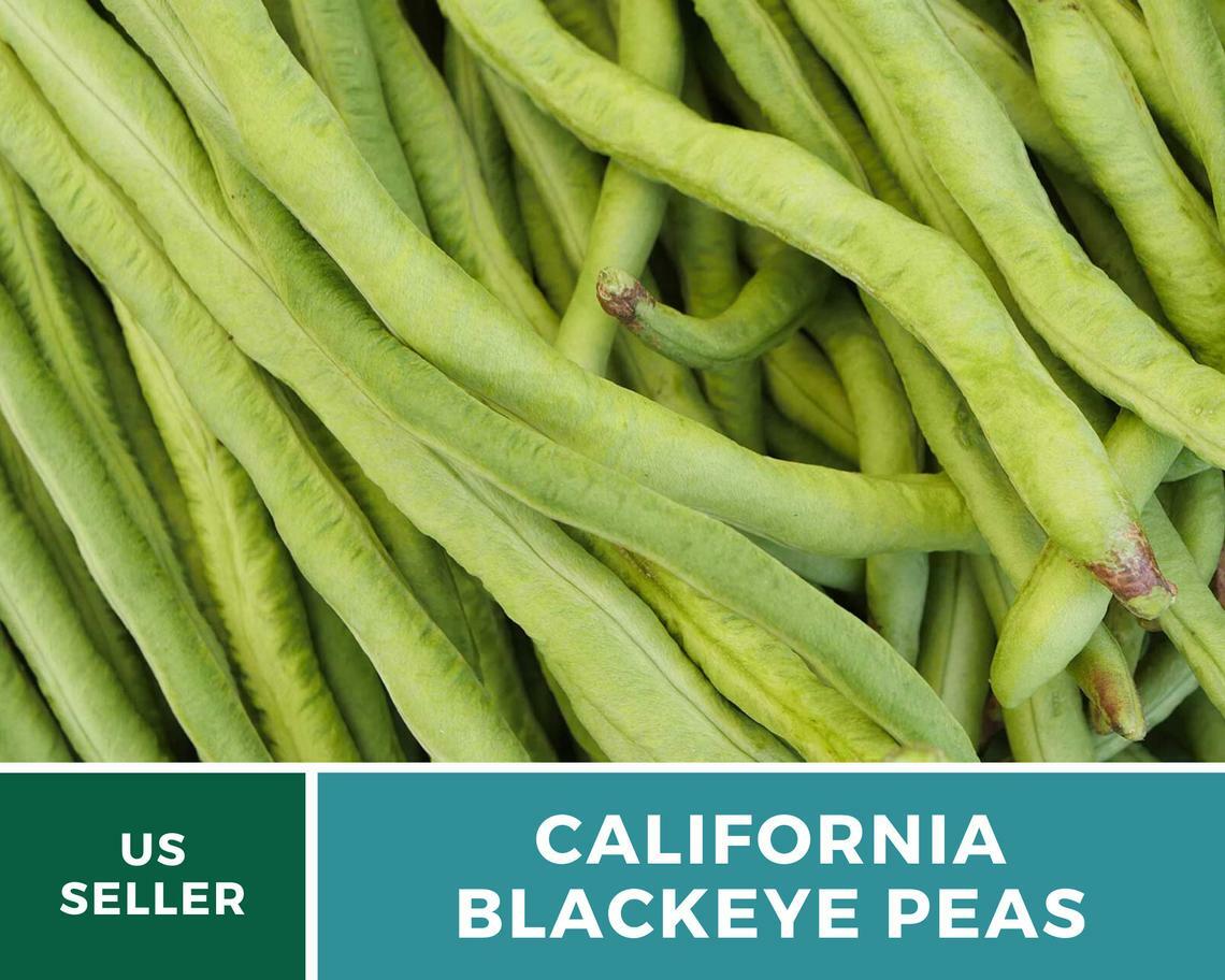 Peas, California Blackeye – Cowpeas – 100 Seeds – Heirloom – NonGMO