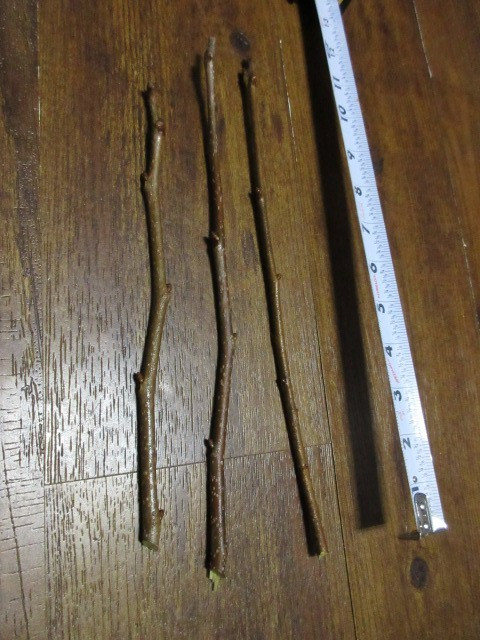 3x Ichi-Ki-Kei-Jiro Asian Persimmon 2026 Fruit Tree Scion Wood Cutting for Graft