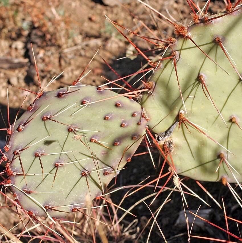 Prickly Pear Cactus ‘Vejo’ (O. gilvescens) COLD HARDY