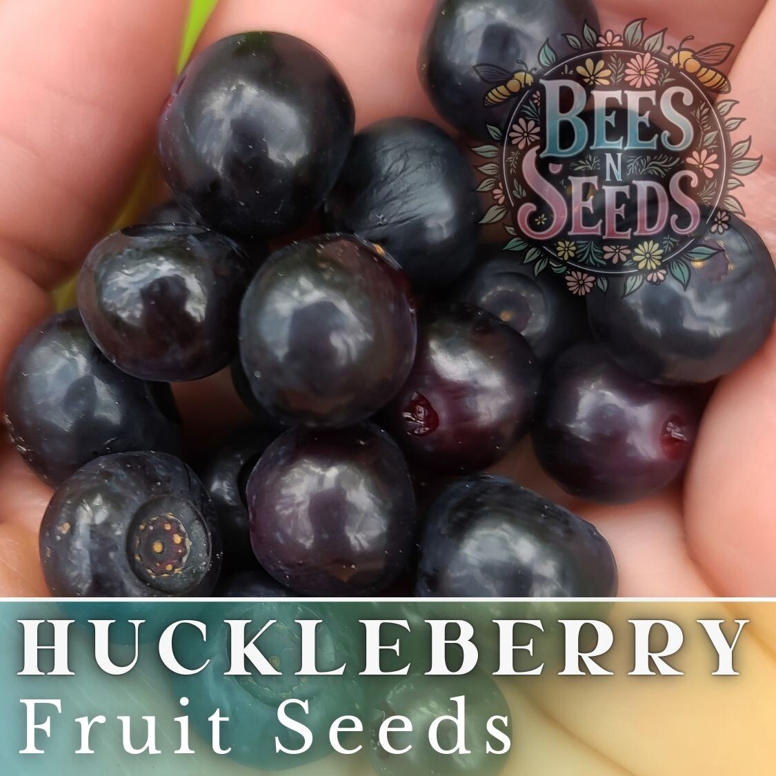 Meadowlark Huckleberry Seeds 125, 300 or 500 Seeds Flower, Flower Seeds Non GMO