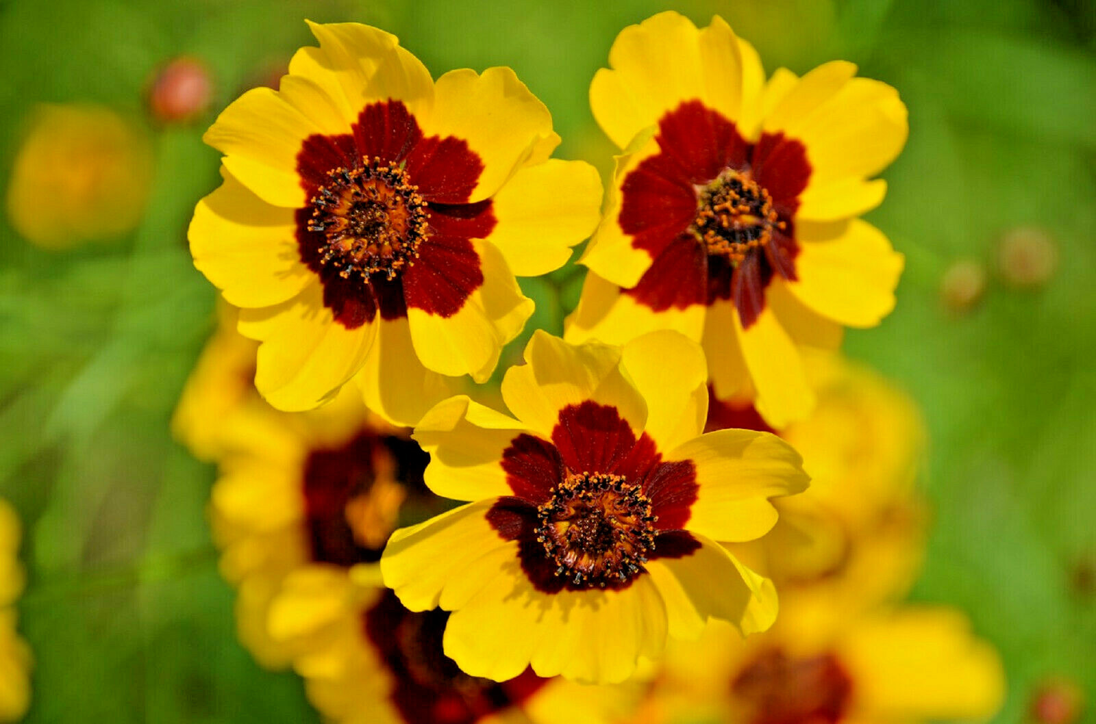 1000+ Dwarf Plains Coreopsis Edible Medicinal Wildflower Seeds | Native Tickseed