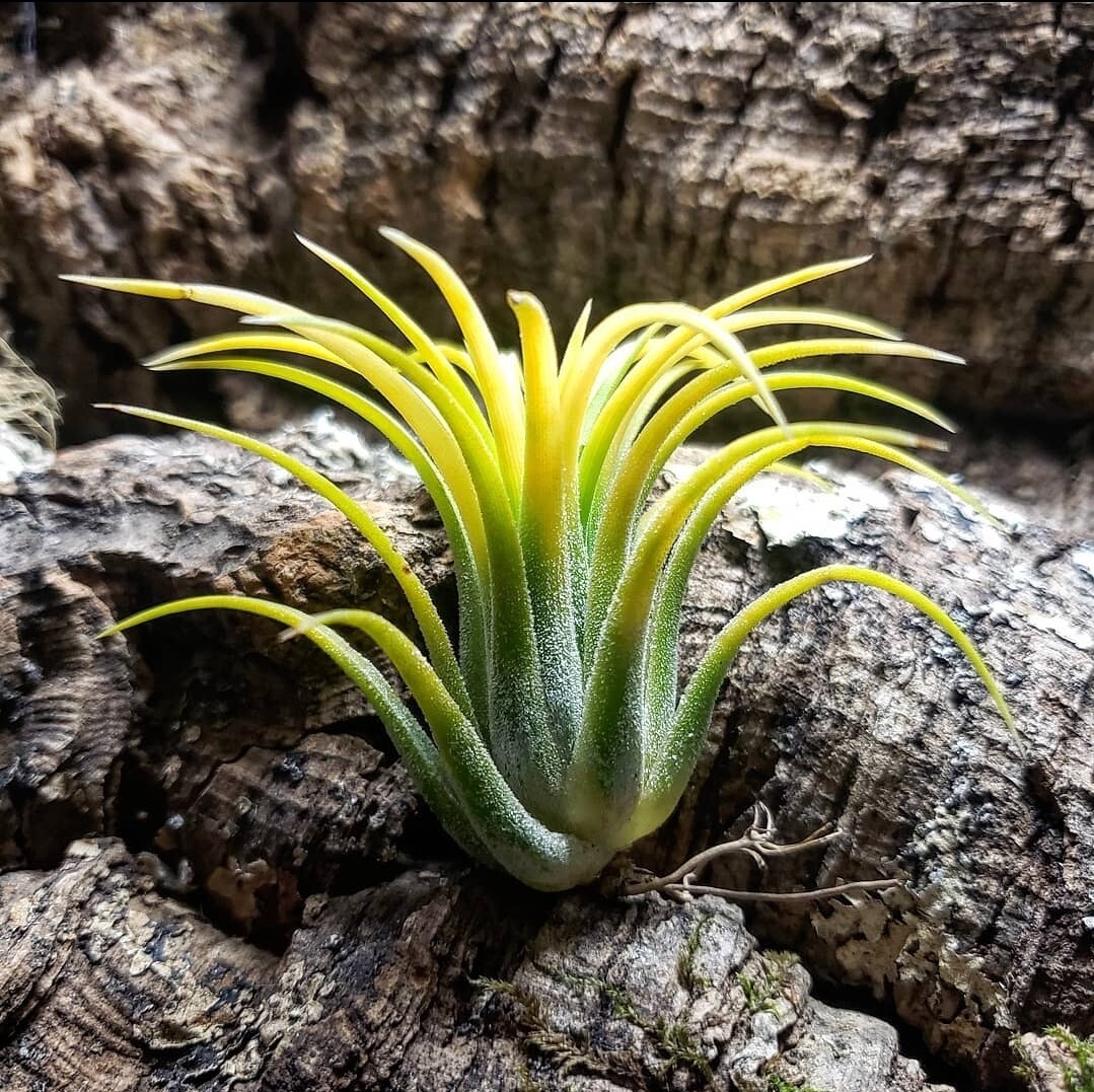 3 For 1 Deal Ionantha Air Plants Wholesale Bulk Lot Of Beautiful Tillandsia
