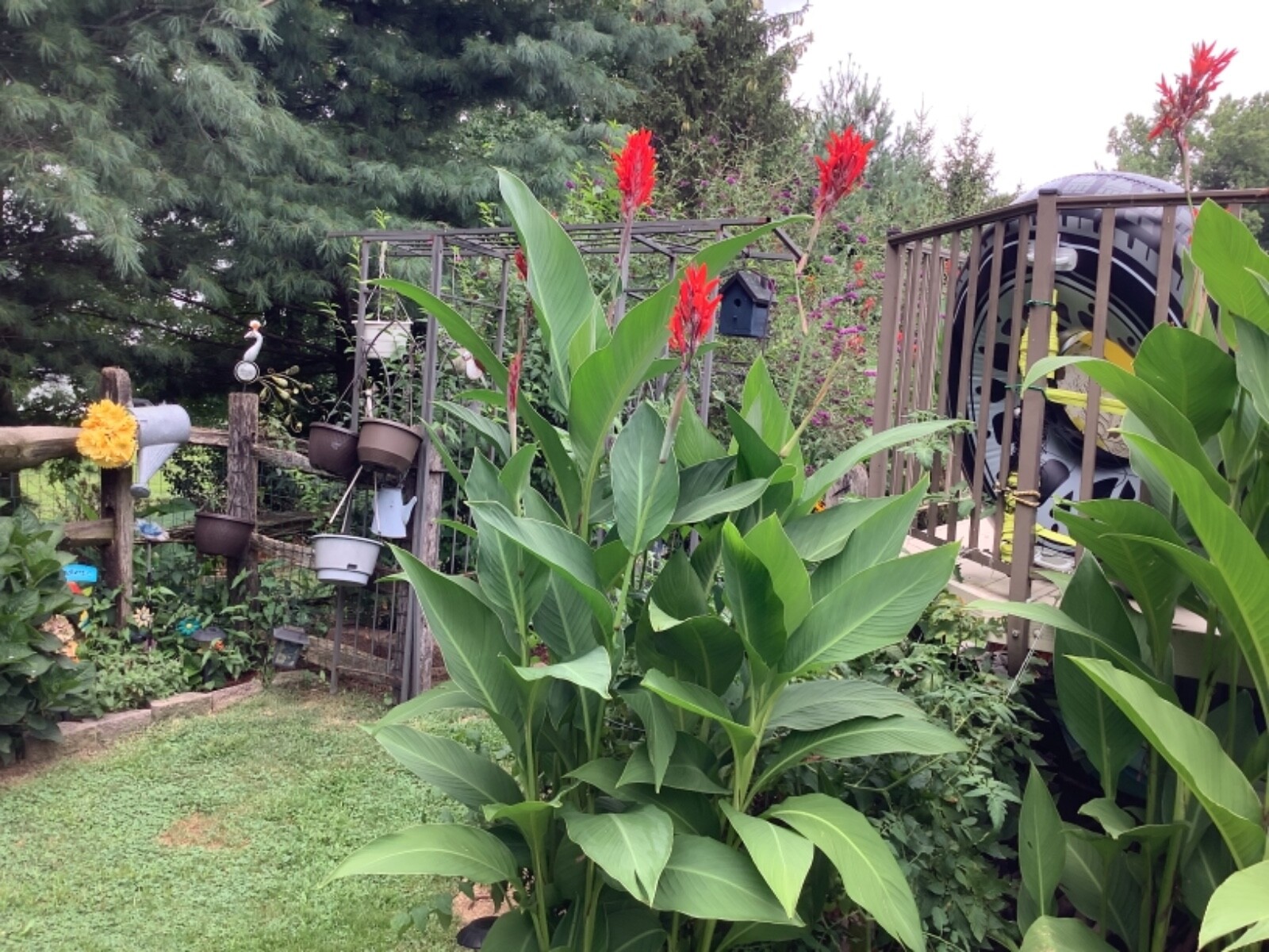 Canna Bulbs Red Jumbo Plants Tall Plants Lot Of (3) Green Leaf Lily Rhizomes
