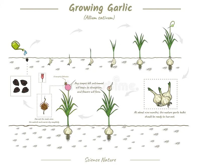 Organic Grown Garlic 3 BULBS