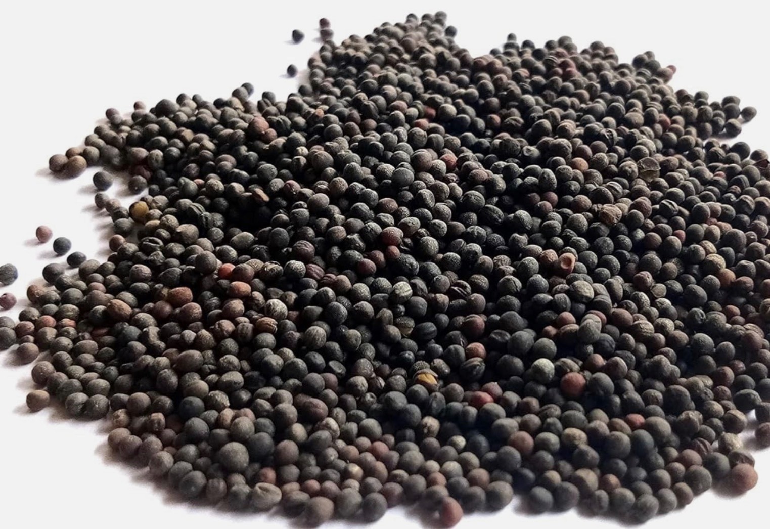 Brocolli seeds for sprouting microgreens