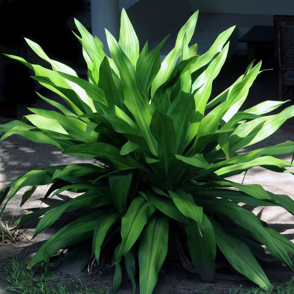 1 Gal. Aspadistra Cast Iron Plant