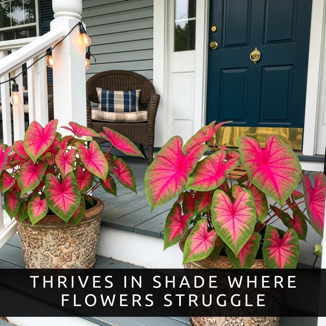 Pink Princess Caladium Bulbs for Planting – Beautiful Spotted Leafs Stand Out…