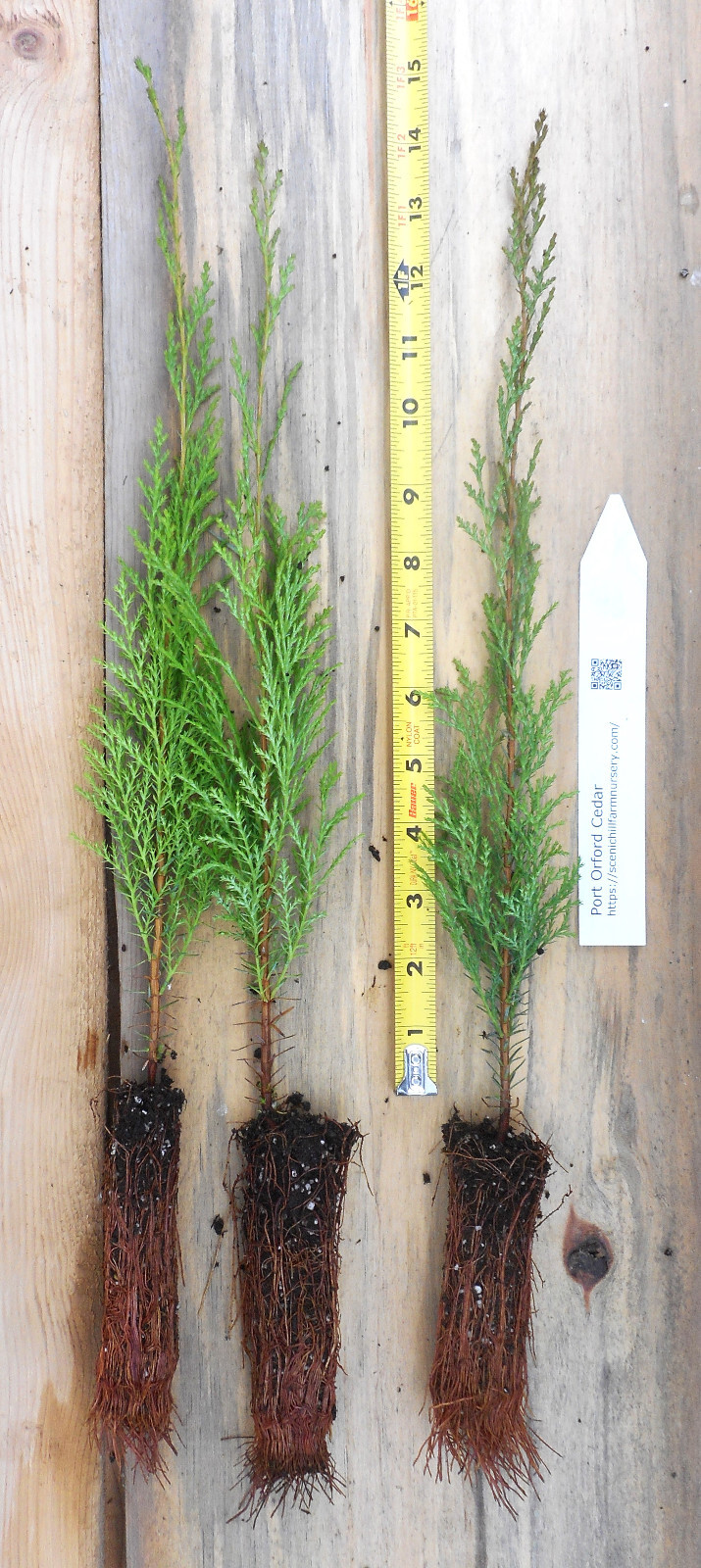 Port Orford Cedar- 10-16 in. Trees-Chamaecyparis lawsoniana- Seedlings