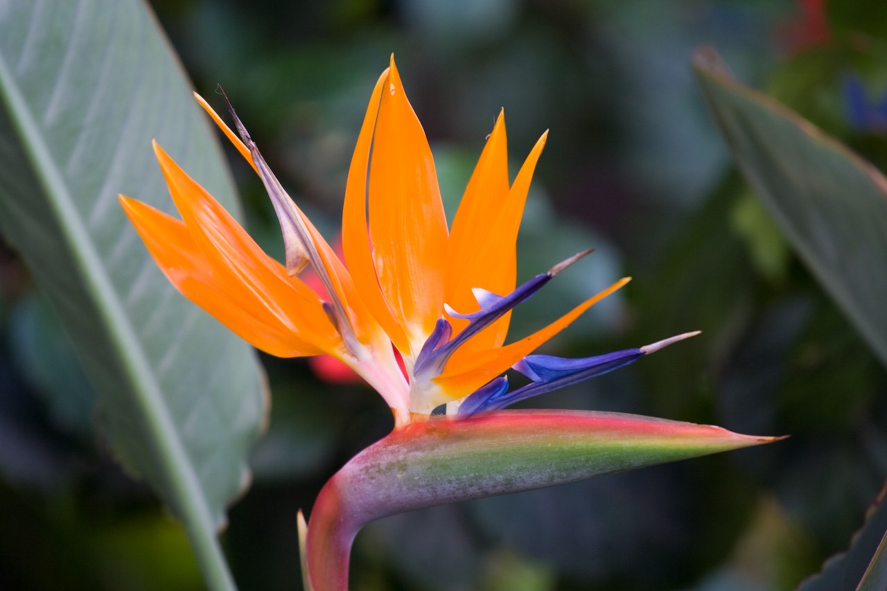 Bird of Paradise Crane Flower Orange Bloom Tropical Plant Strelitzia regina