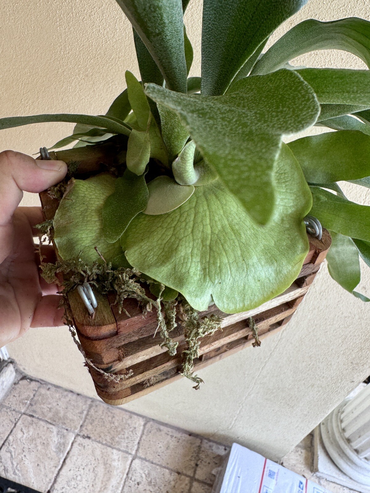 6” Basket Staghorn Fern Platycerium bifurcatum Swirl Green Dutch Netherlands