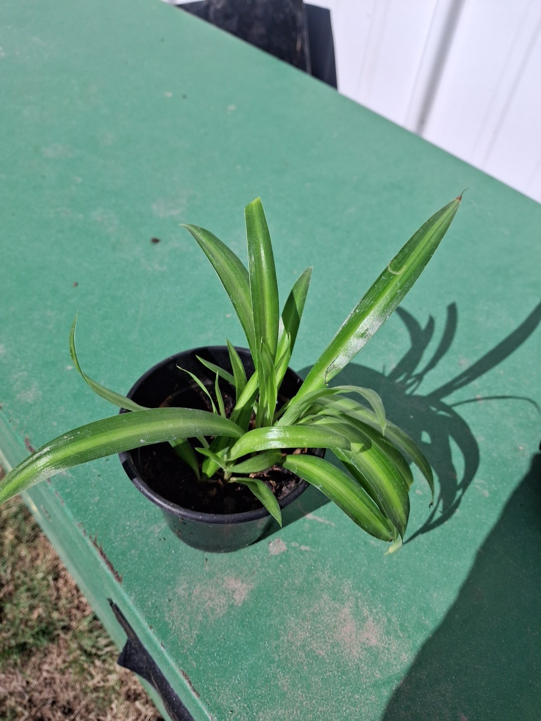 Varigated Spider Plant Very Healthy 4 In Pot