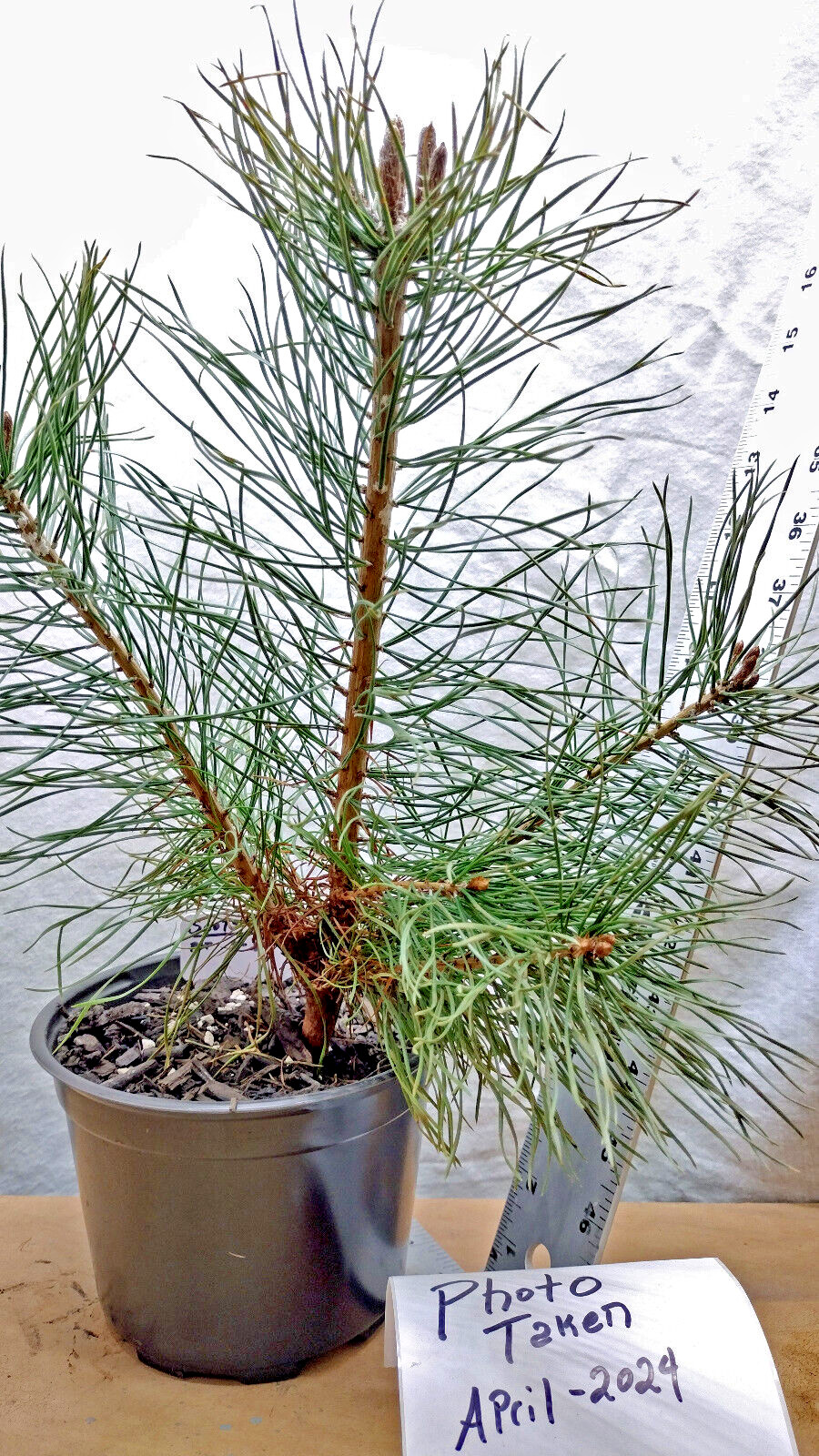 Scotch/Scots Pine in medium nursery pot. Ready forPre Bonsai Landscape Christmas