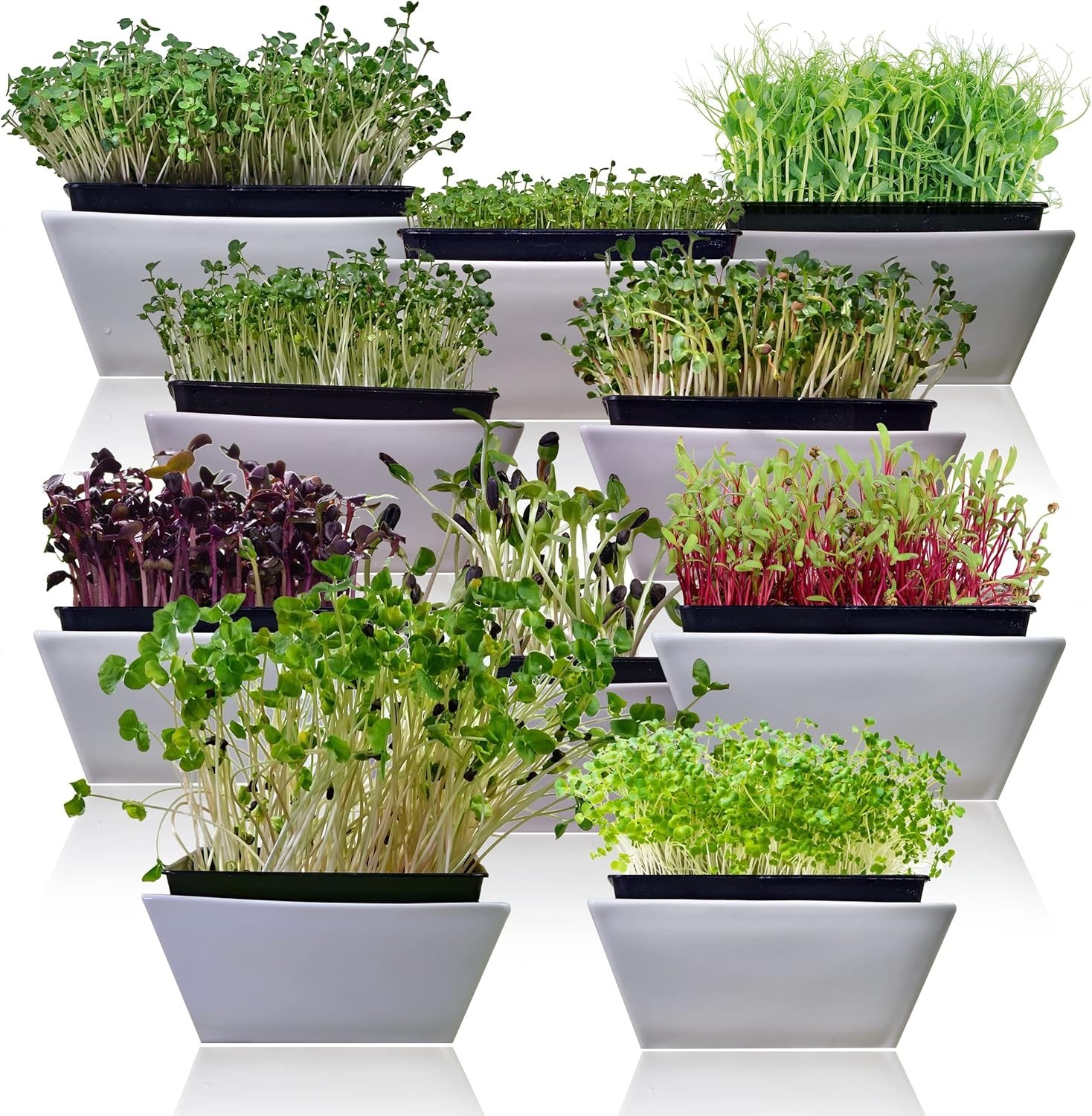 Microgreen Seeds Variety Pack 10 Heirloom Types Non-GMO for Indoor Gardening