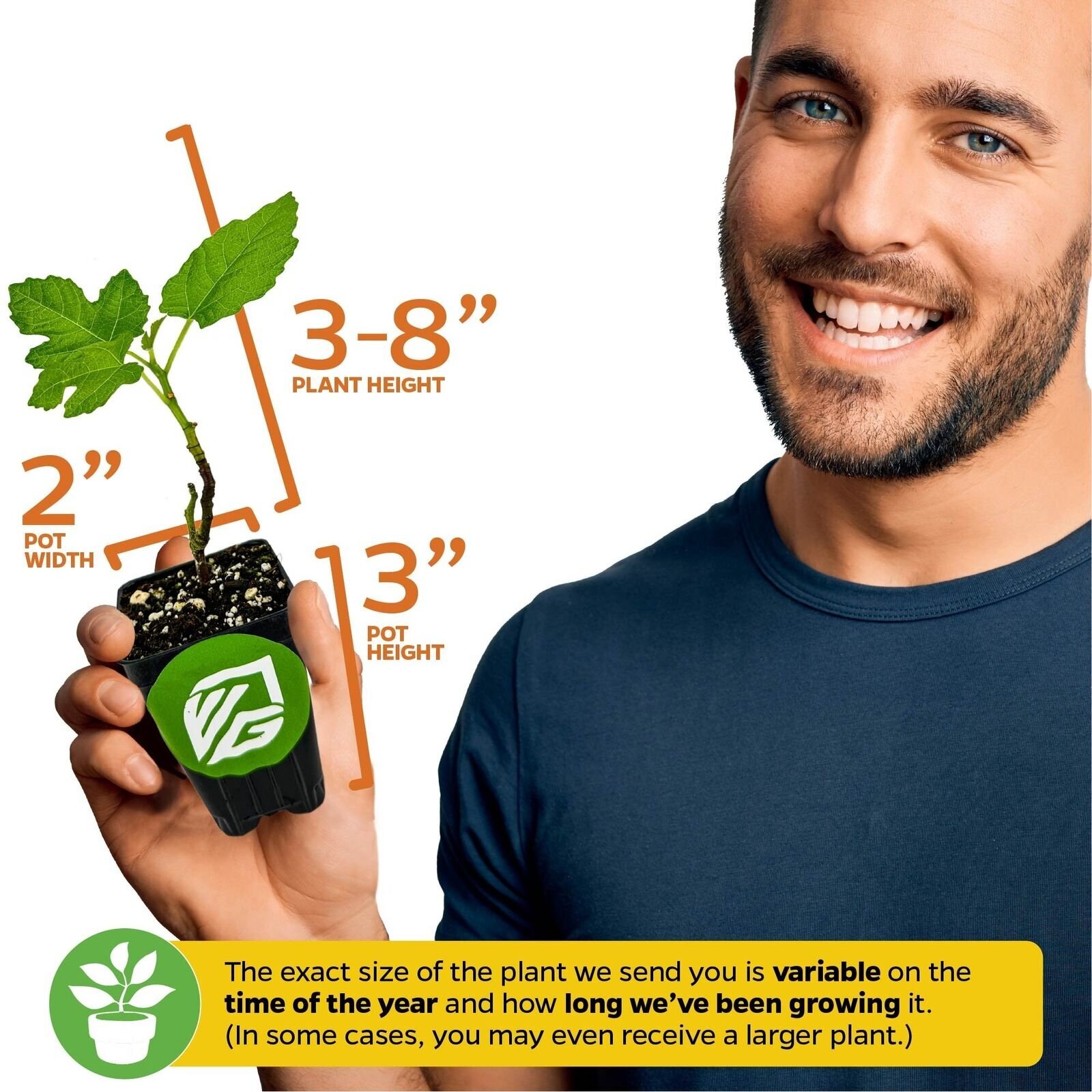 Chicago Hardy Fig Tree – Ficus carica – Live Plant