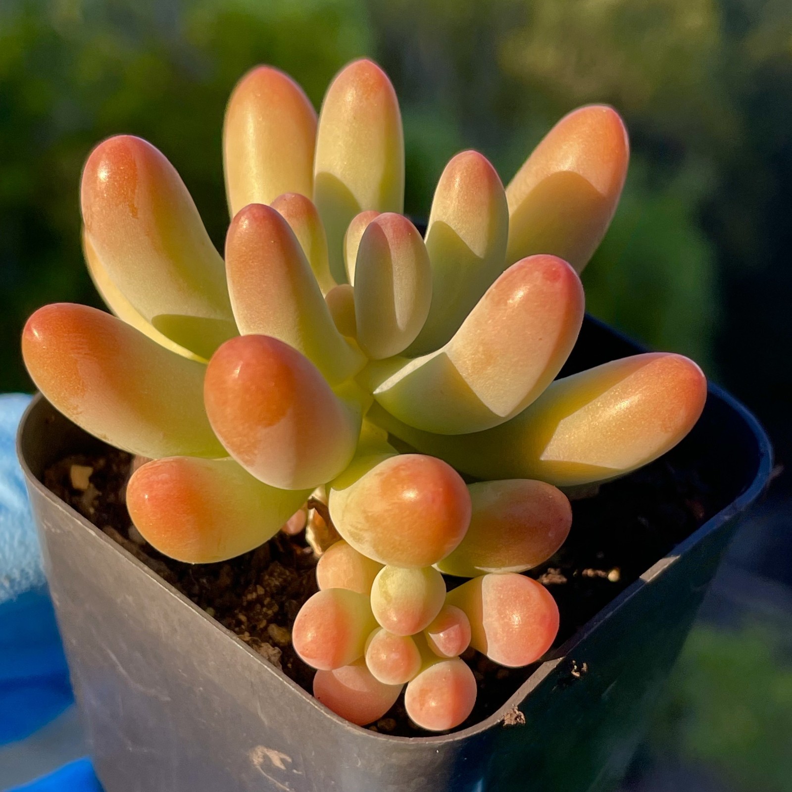 Rare Succulent Sedum pachyphyllum Fully Rooted Indoor Outdoor Live Plant 2-Inch