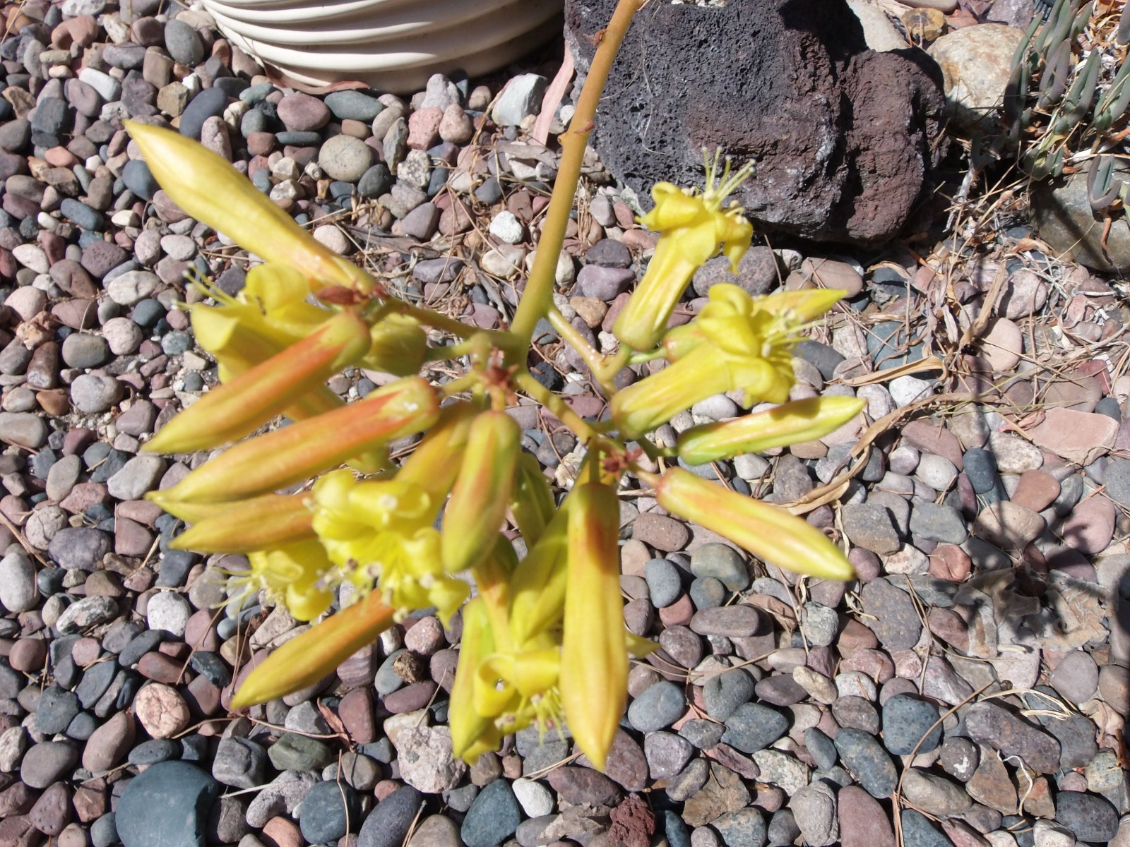 Tylecodon dinteri LARGE CUTTING FREE FLOWERING FAST GROWING