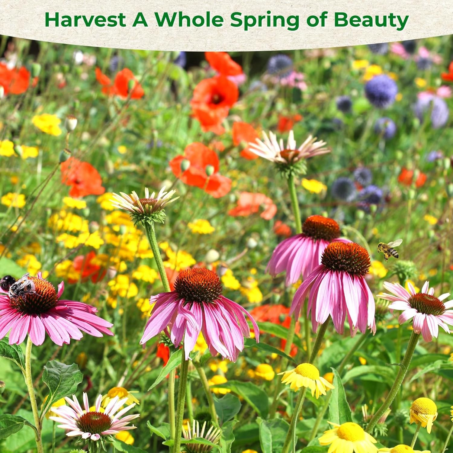 160,000+ Wildflower Seeds Bulk for Planting – 13 Varieties Perennial & Annual