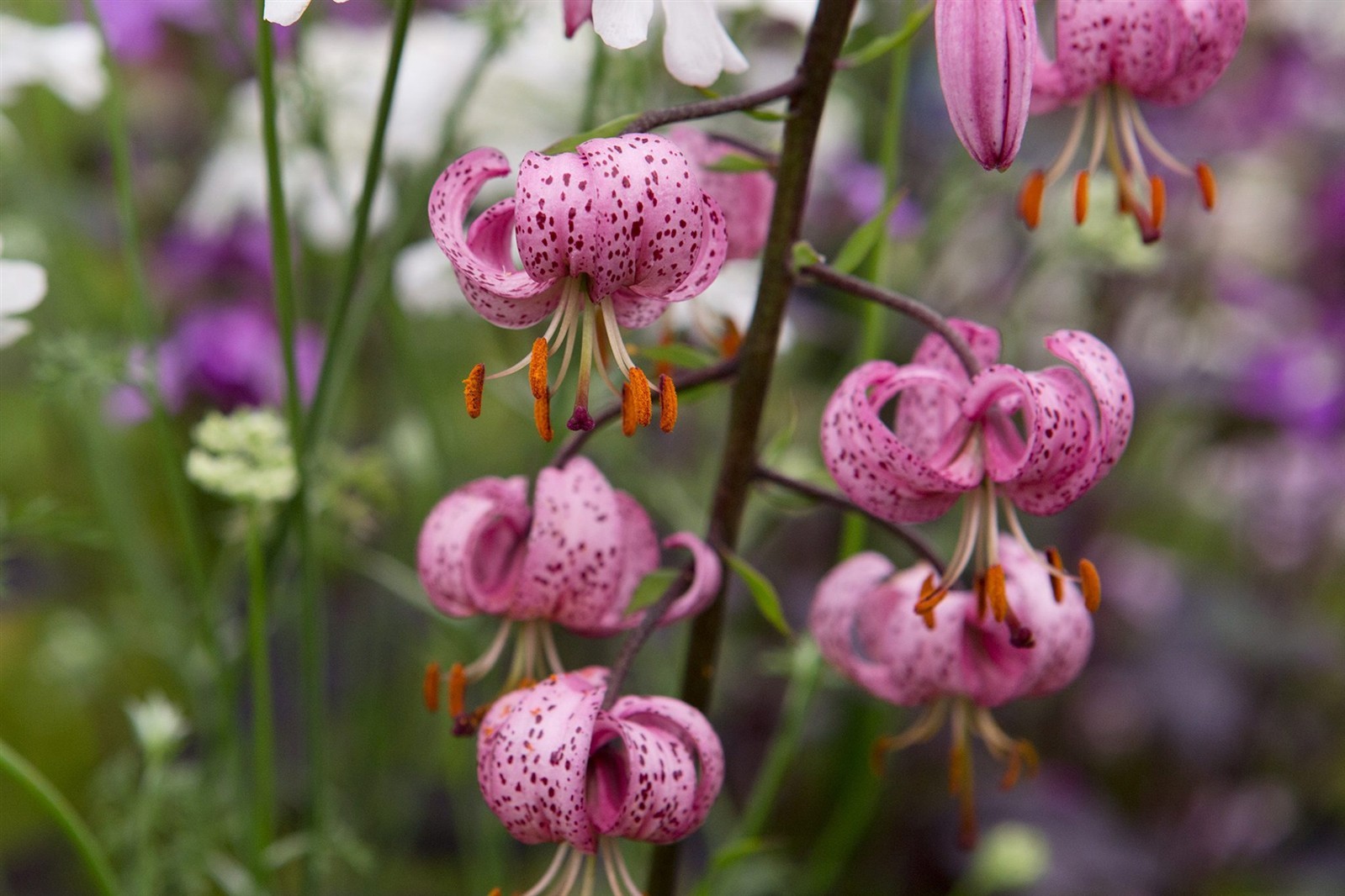 Lilium martagon | Turks Cap Lily | 10_Seeds