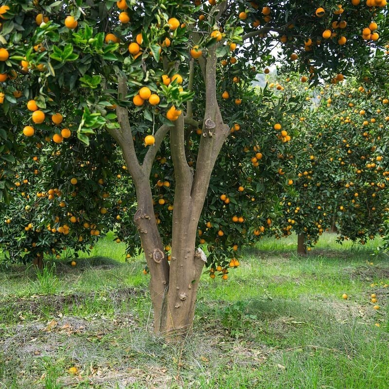2X Sunkist Orange Cuttings/ 🍊 Grow Your Own ORANGE TREE w/ scion