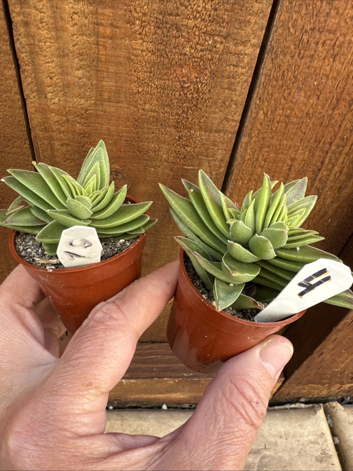Crassula Capitella “Campfire” – Live Succulent – Rooted Plant