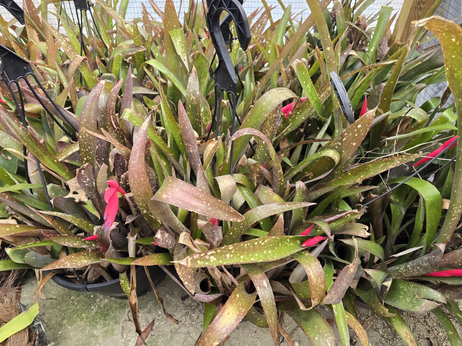  (12) Billbergia bromeliad, Hybrid ‘Pink Champagne’ 12 Plants