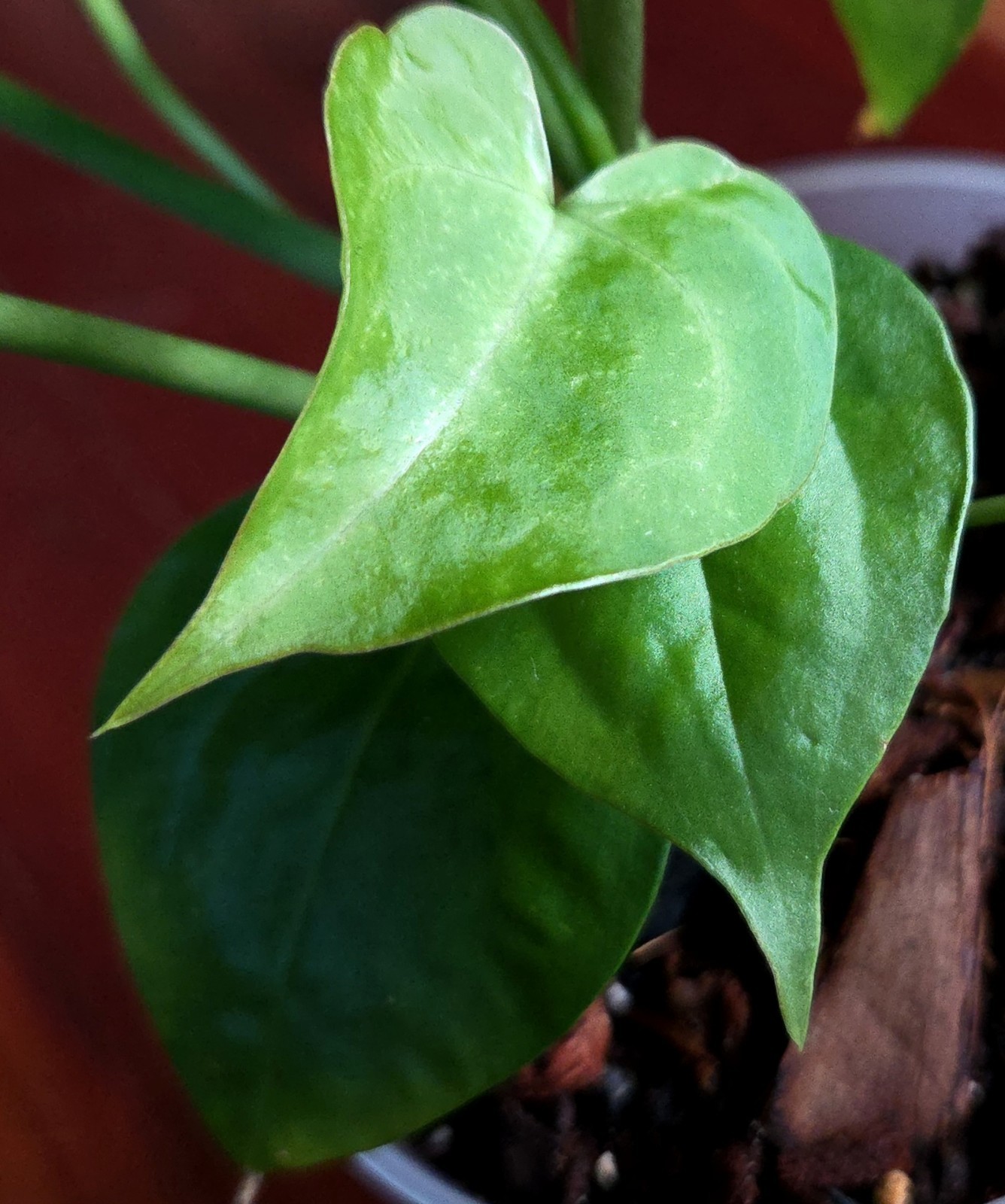 Rare Anthurium Berriozabalense X Clarinervium 22″ Tall Aroid Not Philodendron