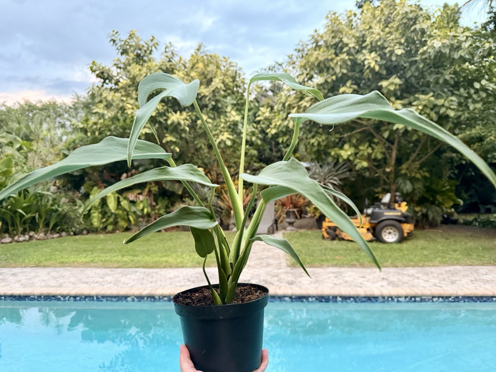 Monstera Burle Marx Flame, 6” Pot