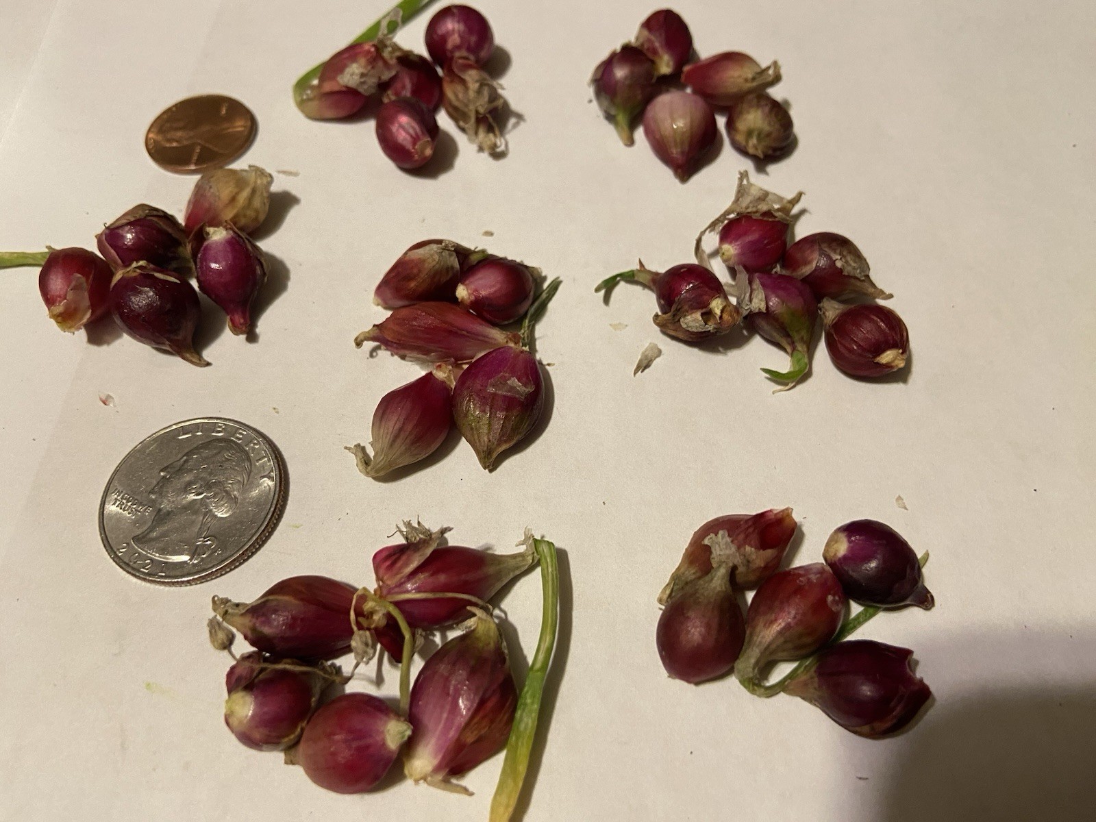 Egyptian Walking Onion Bulblets 30 Smaller Sz Lot Organic Heirloom 2026 Harvest