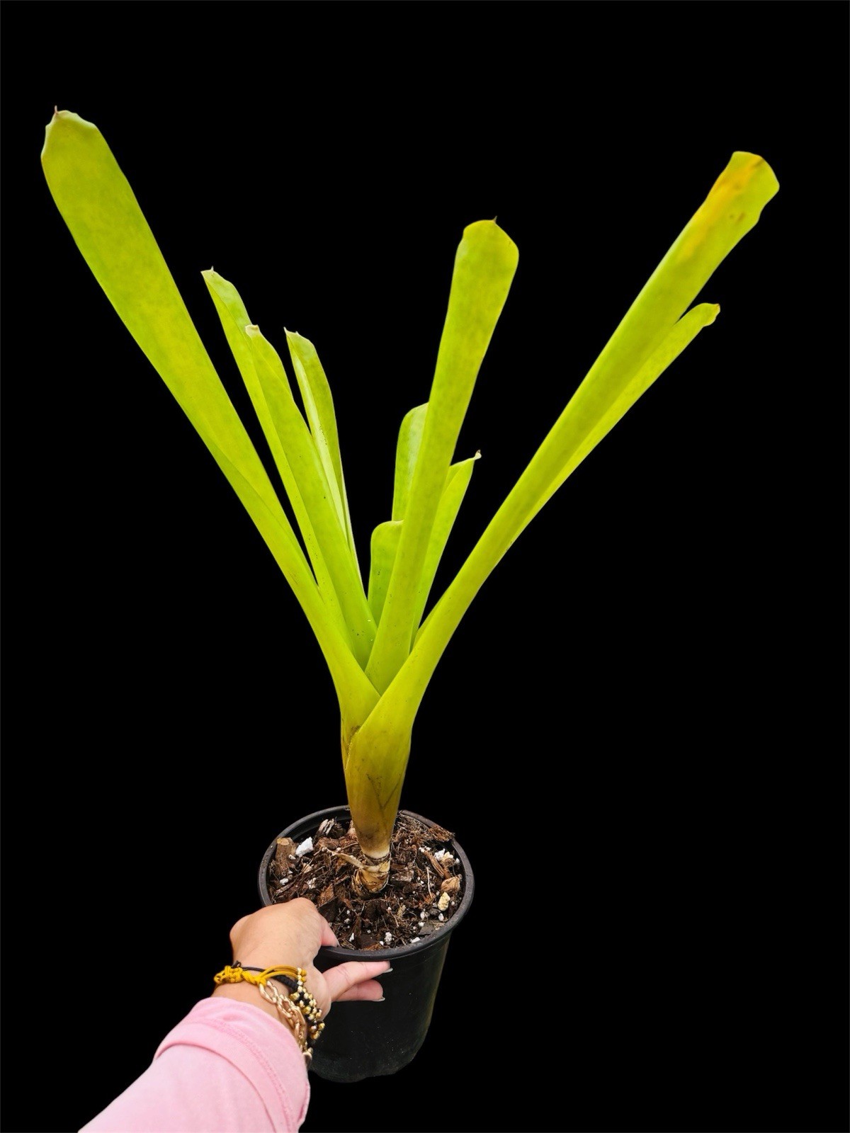 Neoregelia mcwilliamsii Large Green Species With Red Center Potential 18” Tall