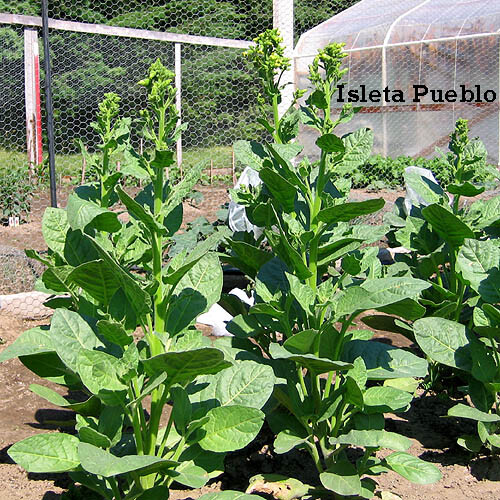 1000 Isleta Pueblo rustica Tobacco Seeds – Nic. Rustica Tobacco – Sacred Tobacco