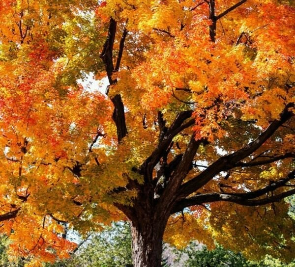 American Sycamore qt. pot (Platanus occidentalis)