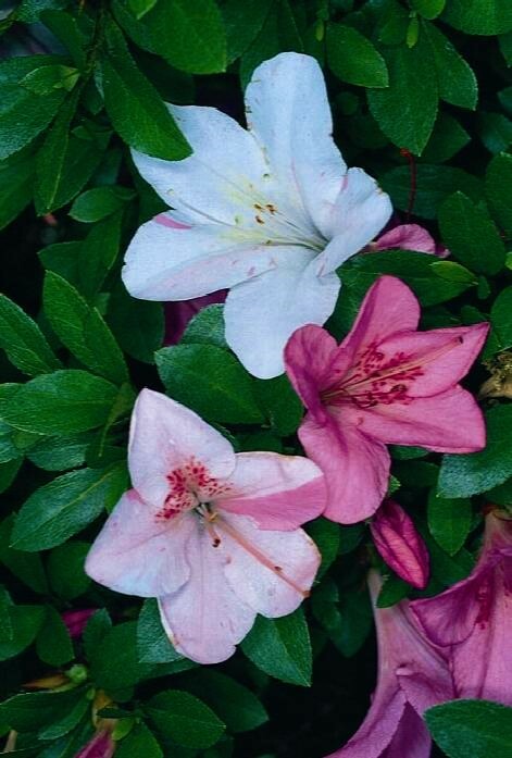 ~~TAMA NO HADA~~Azalea Rhododendron Deciduous Starter Plant~3 COLORS AT ONCE!!!