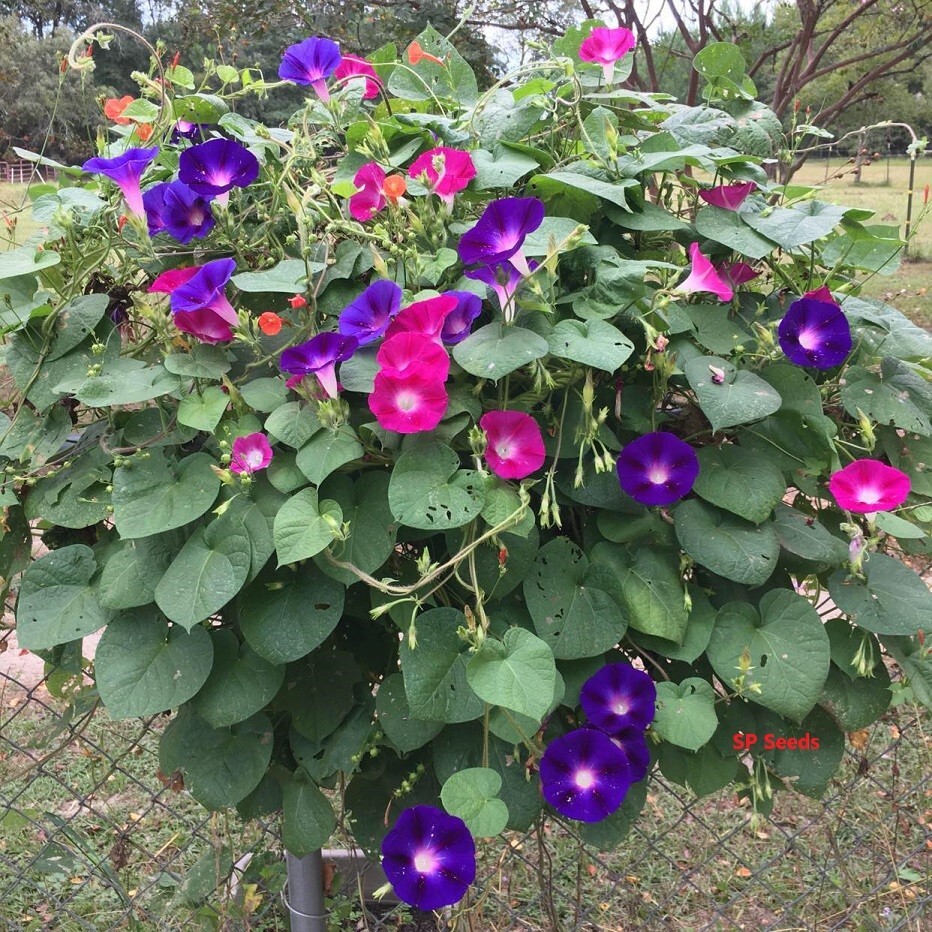 50 Seeds Morning Glory – ipomoea Pupurea – Mixed Colors – blue pink *easy* vine