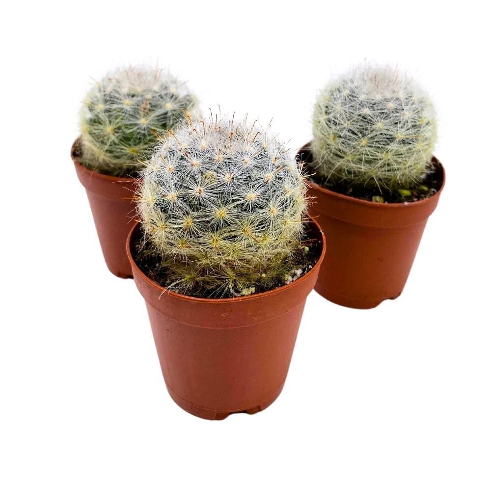 Powder Puff Cactus 2 inch Set of 3 Mammillaria bocasana White Yellow Crown of Fl