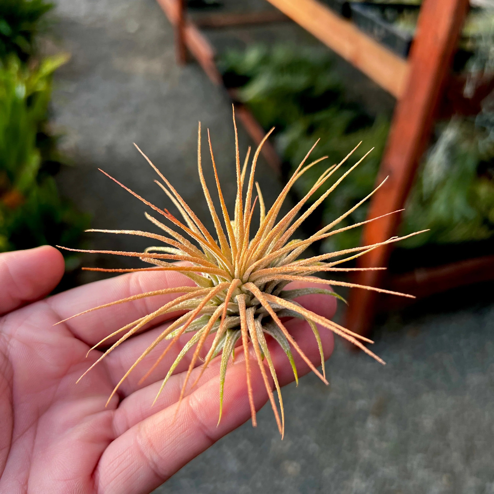 Ionantha Sunset Orange Air Plant