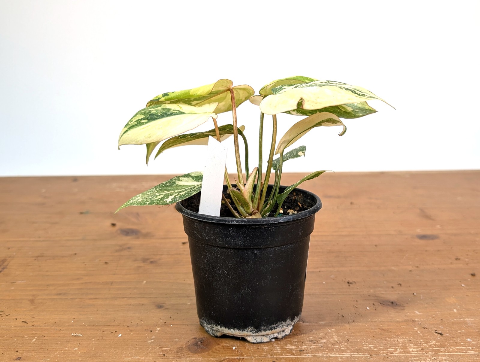 Philodendron Gloriosum Variegated (Type 2) – EXACT Plant #20E