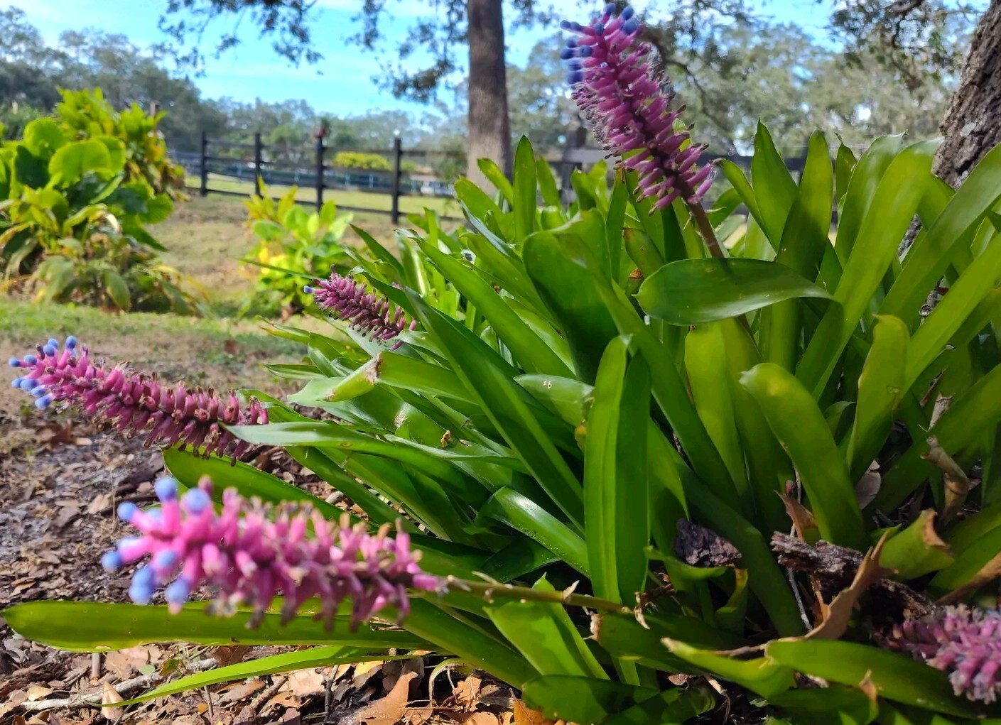 Matchstick Bromeliad Aechmea Gamosepala One Gallon Rooted Fresh From Florida