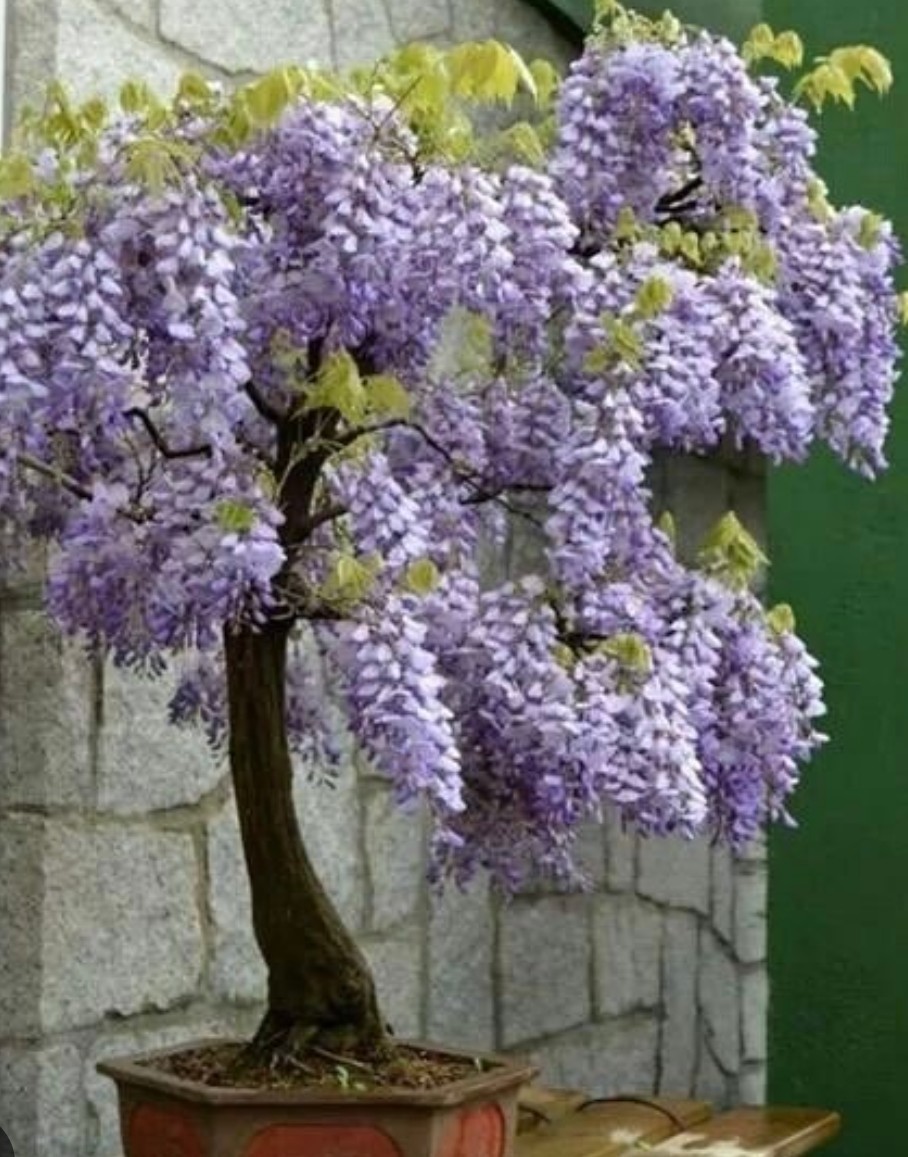 5 Wisteria BLUE MOON Unrooted Cuttings 6-8″ long. Vine Tree. Fresh Cuts