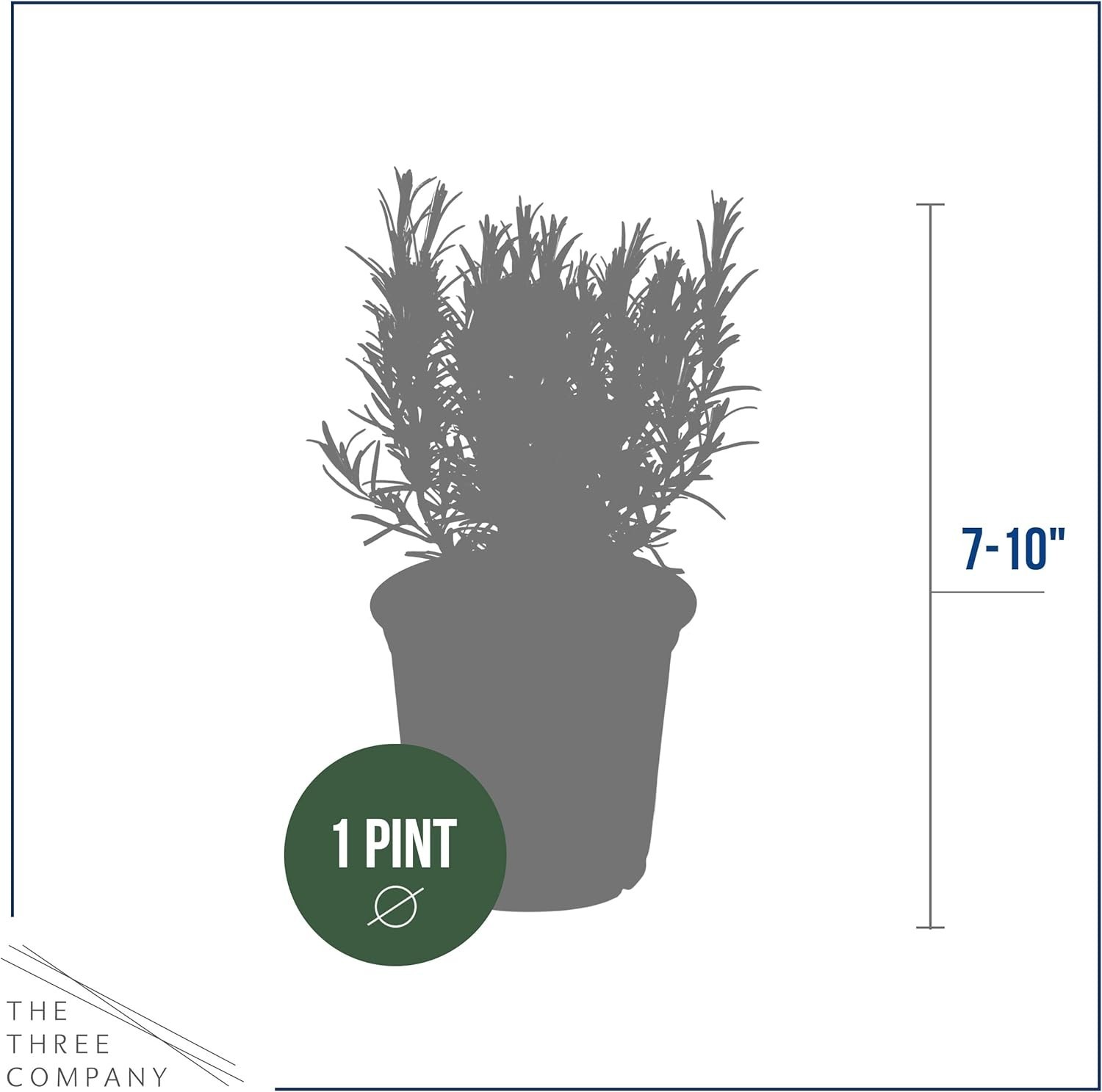 Fresh Rosemary Set of 4 – Aromatic Edible Herbs for Cooking and Air Quality