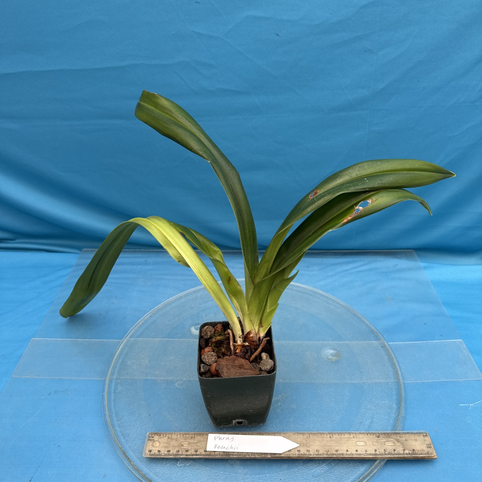 Phragmipedium kovachii Pink Purple NEW IMPORT Orchid species 4” FRESH RePot