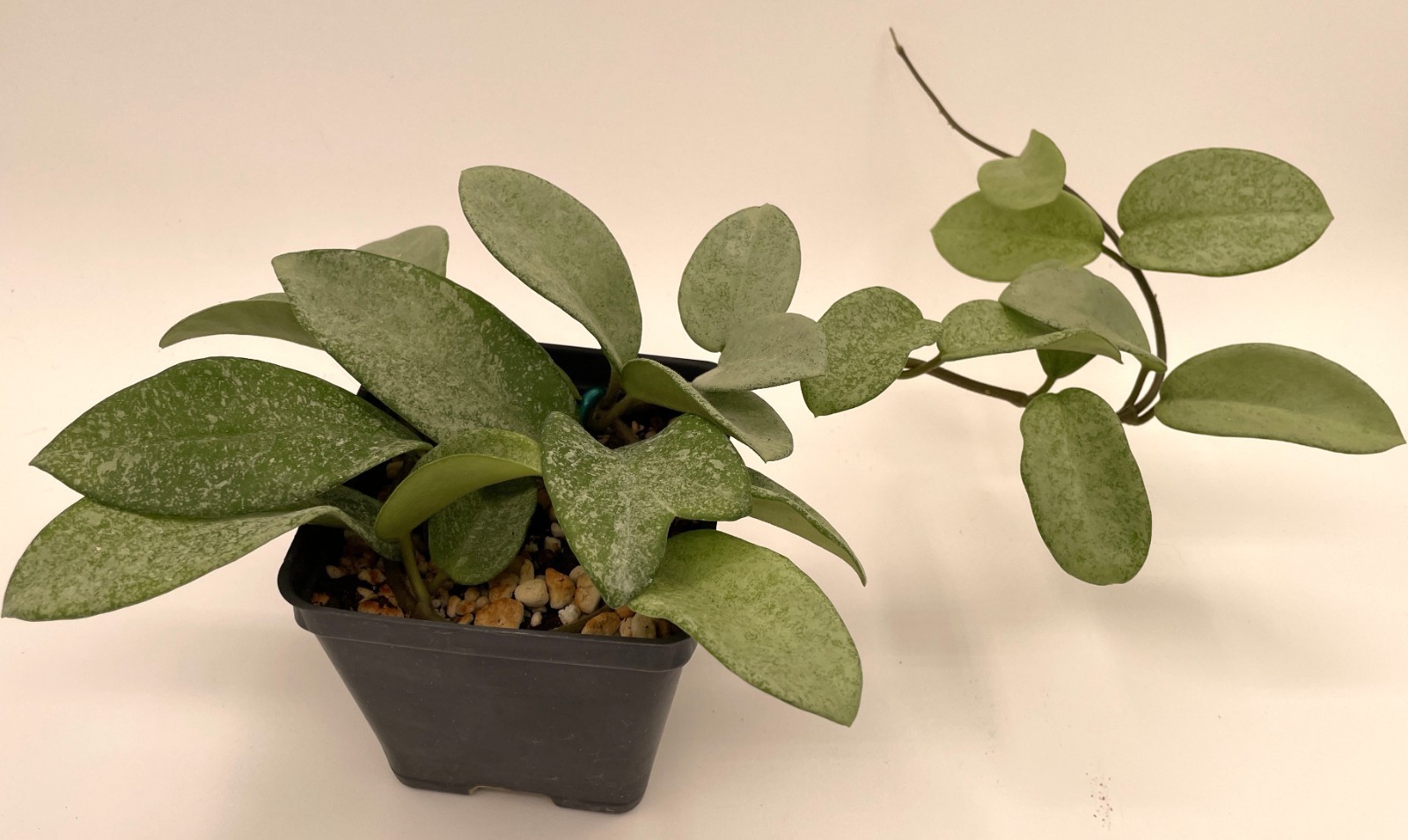Hoya Carnosa ‘ Nova Ghost ‘ – 3.5 Inch Pot Super Healthy and Fully Rooted!