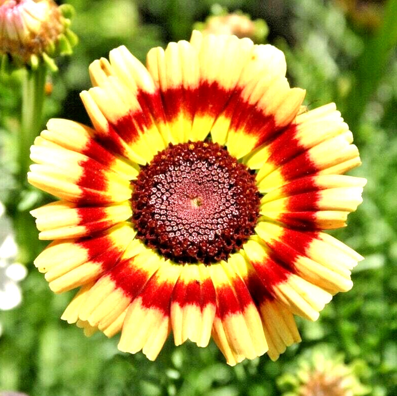 300+ PAINTED DAISY MIX SEEDS —– HUGE FLOWERS ——– BRIGHT COLORS